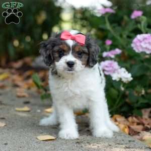 Sunshine, Cavapoo Puppy